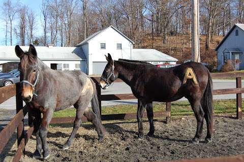 Jobs in West Point FMWR Morgan Farm Riding Stables and Kennel - reviews
